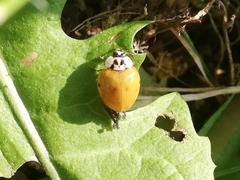 Harmonia axyridis