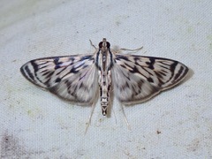 Rhimphalea