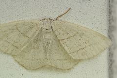 Protitame subalbaria