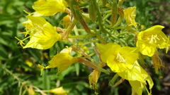 Oenothera rhombipetala