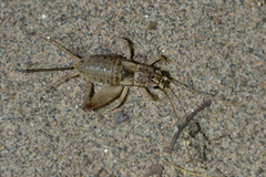 Gryllomorpha