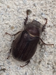 Aplidia transversa transversa