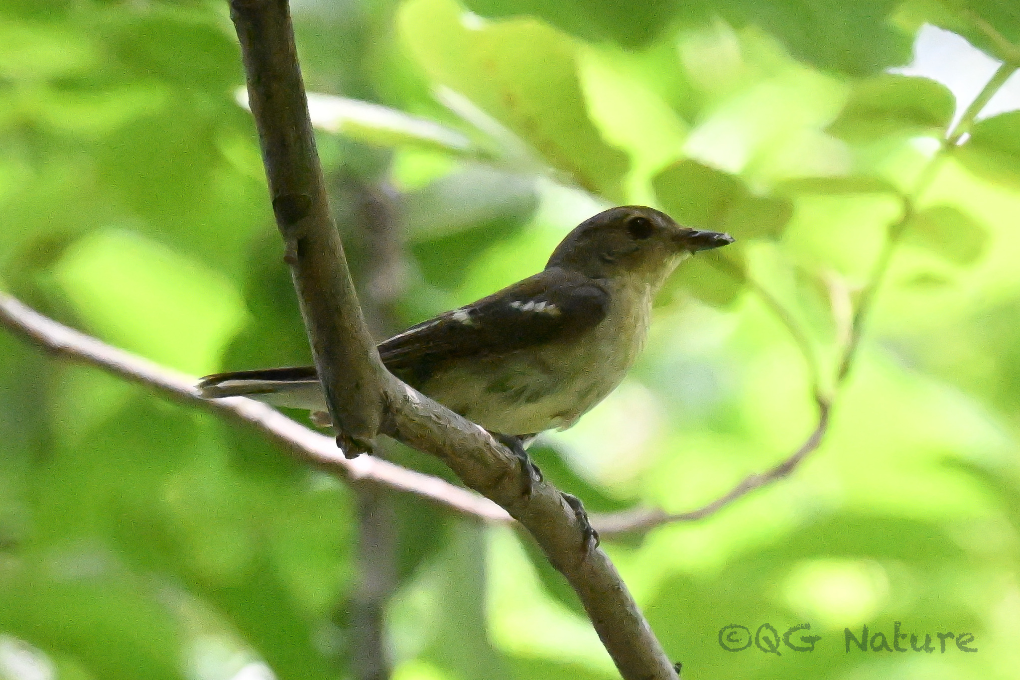 Yellow-rumped Flycatcher
