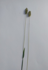 Phleum pratense