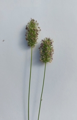 Phleum pratense