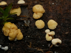 Trichoderma victoriense