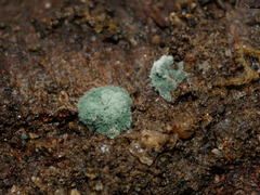 Trichoderma victoriense