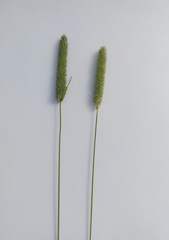 Phleum pratense