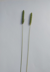Phleum pratense