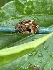 Orsilochides guttata