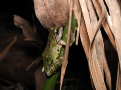 Kurixalus berylliniris