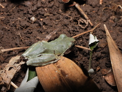 Kurixalus berylliniris