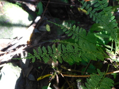Asplenium thunbergii