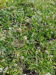 Globularia meridionalis