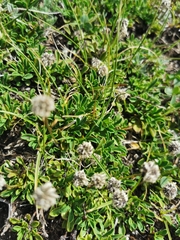 Globularia meridionalis
