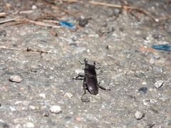 Serrognathus kyanrauensis