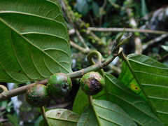 Ficus lepicarpa