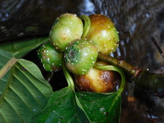 Ficus lepicarpa