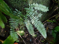 Asplenium thunbergii
