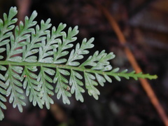 Asplenium thunbergii