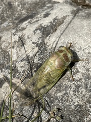 Lyristes plebejus