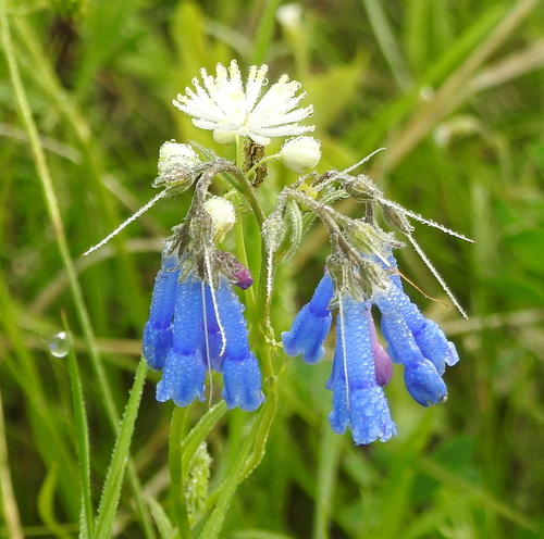 Image of Mertensia davurica by (c) Анна Васильченко, some rights reserved (CC BY)