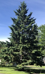 Picea glauca glauca
