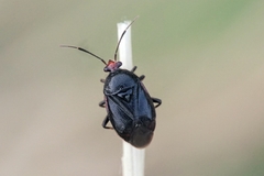 Deraeocoris schach novaki