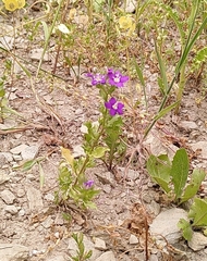 Legousia speculum-veneris