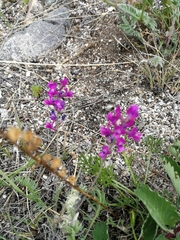 Oxytropis coerulea