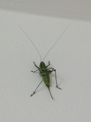 Eupholidoptera leucasi