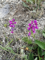 Oxytropis coerulea
