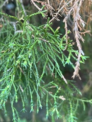 Chamaecyparis pisifera