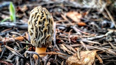 Morchella tridentina