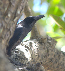 Corvus macrorhynchos osai