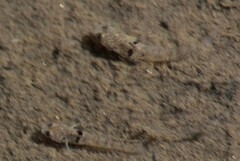 Pseudogobius