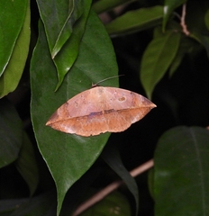 Hypopyra pudens