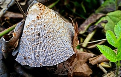 Psathyrellaceae