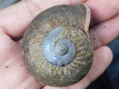 Cyclophorus perdix