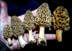 Morchella americana