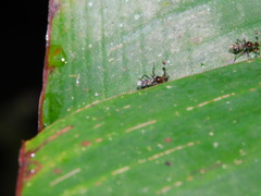 Cyrtodiopsis dalmanni