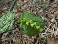 Acer tegmentosum