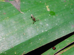 Cyrtodiopsis dalmanni