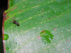 Cyrtodiopsis dalmanni