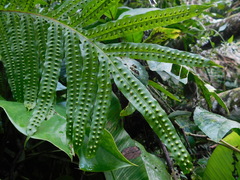 Microsorum membranifolium