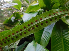 Microsorum membranifolium