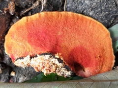 Fungi