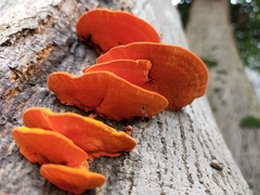 Fungi