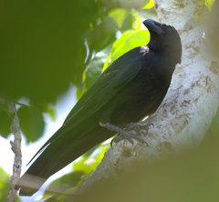 Corvus macrorhynchos osai