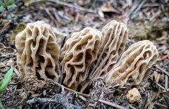 Morchella tridentina